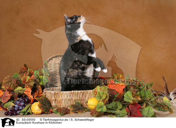 Europisch Kurzhaar in Krbchen / European Shorthair in basket / SS-09550