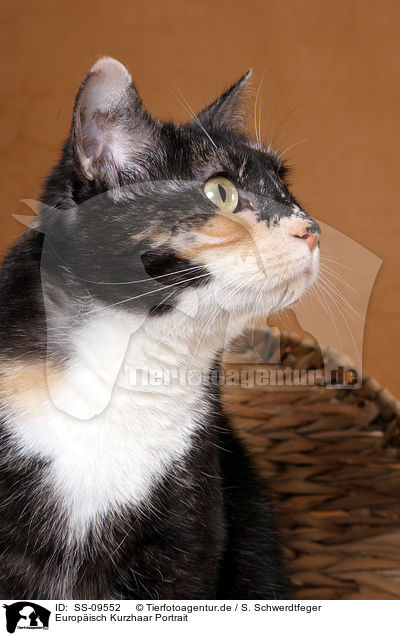 Europisch Kurzhaar Portrait / European Shorthair Portrait / SS-09552