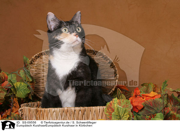 Europisch KurzhaarEuropisch Kurzhaar in Krbchen / European Shorthair in basket / SS-09556