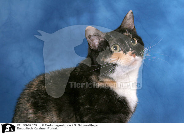 Europisch Kurzhaar Portrait / European shorthair Portrait / SS-09579