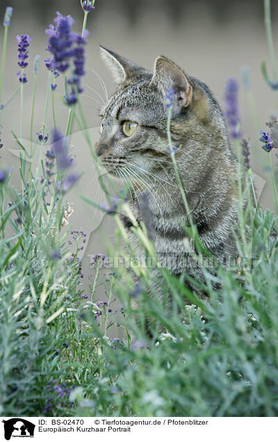 Europisch Kurzhaar Portrait / european shorthair portrait / BS-02470