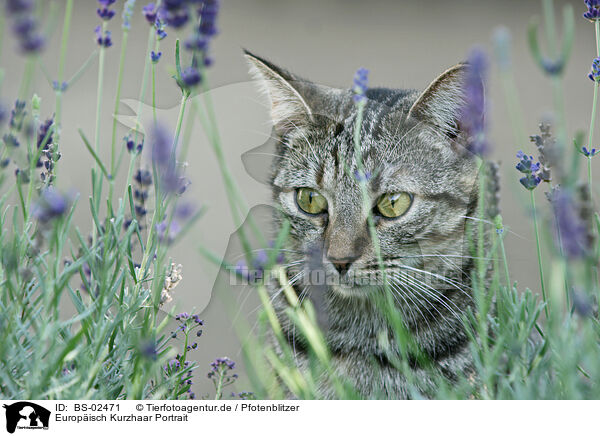 Europisch Kurzhaar Portrait / BS-02471