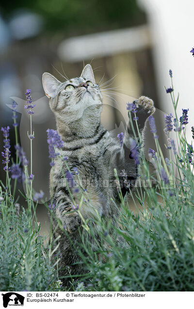 Europisch Kurzhaar / european shorthair / BS-02474