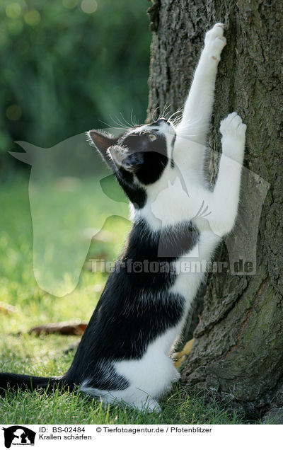 Krallen sch�rfen / sharping talons / BS-02484