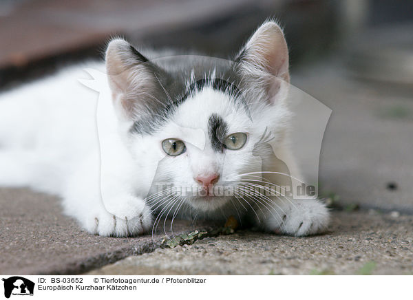 Europisch Kurzhaar Ktzchen / kitten / BS-03652