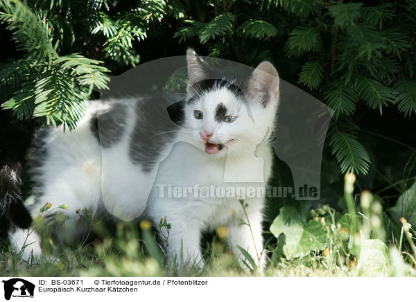 Europisch Kurzhaar Ktzchen / kitten / BS-03671