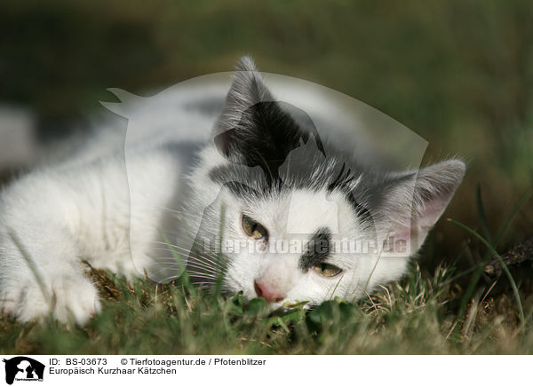 Europisch Kurzhaar Ktzchen / kitten / BS-03673