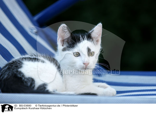 Europisch Kurzhaar Ktzchen / kitten / BS-03680