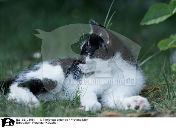 Europisch Kurzhaar Ktzchen / kitten / BS-03681