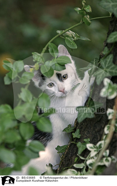 Europisch Kurzhaar Ktzchen / kitten / BS-03685