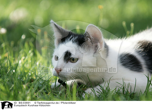 Europisch Kurzhaar Ktzchen / kitten / BS-03691