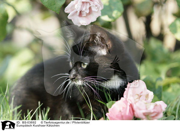 Europisch Kurzhaar Ktzchen / kitten / BS-03692