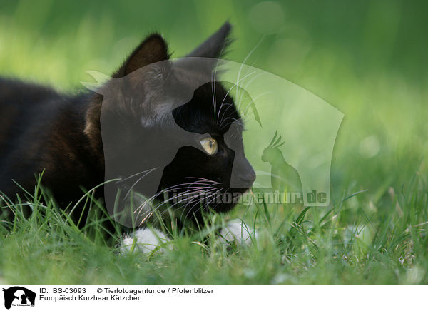 Europisch Kurzhaar Ktzchen / kitten / BS-03693