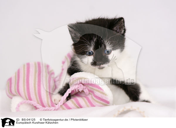 Europisch Kurzhaar Ktzchen / european shorthair kitten / BS-04125