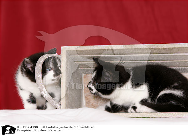 Europisch Kurzhaar Ktzchen / european shorthair kitten / BS-04138