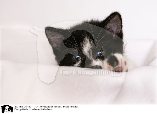 Europisch Kurzhaar Ktzchen / european shorthair kitten / BS-04143