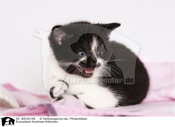 Europisch Kurzhaar Ktzchen / european shorthair kitten / BS-04146