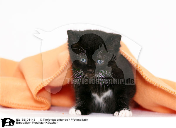 Europisch Kurzhaar Ktzchen / european shorthair kitten / BS-04148
