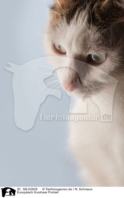 Europisch Kurzhaar Portrait / NS-02826