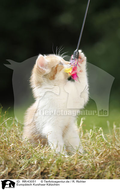 Europisch Kurzhaar Ktzchen / kitten / RR-43051