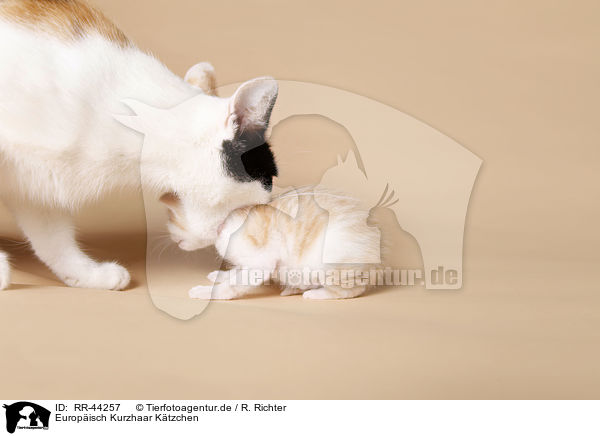 Europ�isch Kurzhaar K�tzchen / kitten / RR-44257