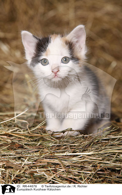 Europisch Kurzhaar Ktzchen / kitten / RR-44678