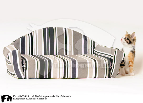 Europisch Kurzhaar Ktzchen / NS-03415