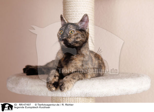 liegende Europisch Kurzhaar / lying cat / RR-47497