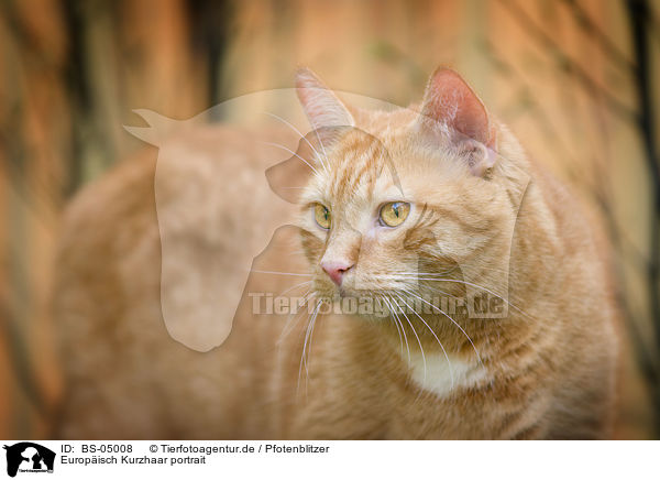 Europisch Kurzhaar portrait / domestic cat portrait / BS-05008