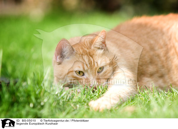 liegende Europisch Kurzhaar / lying domestic cat / BS-05010