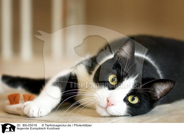 liegende Europisch Kurzhaar / lying domestic cat / BS-05016