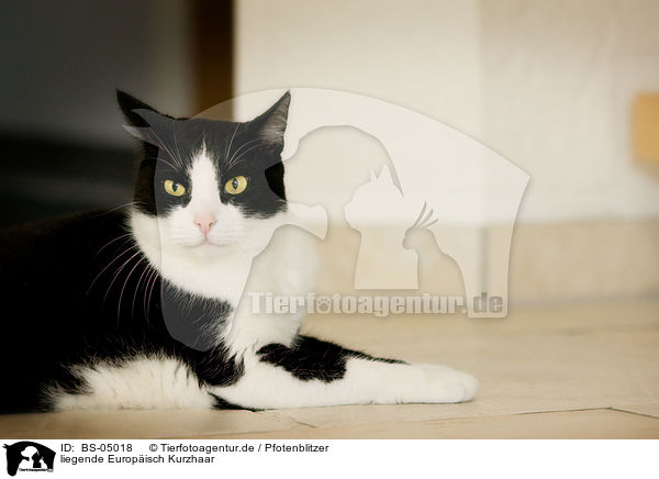 liegende Europisch Kurzhaar / lying domestic cat / BS-05018