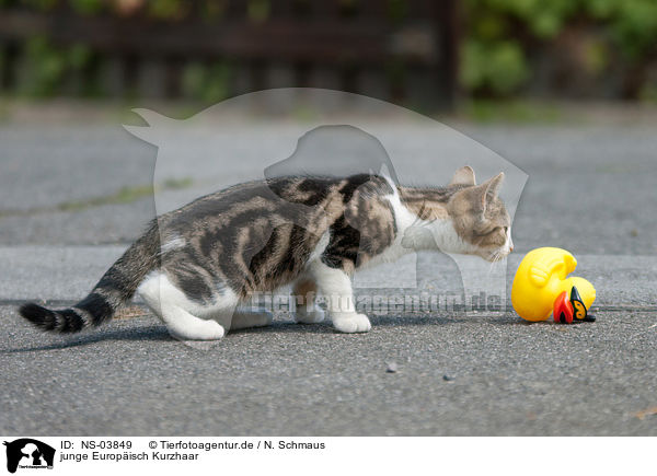 junge Europisch Kurzhaar / young cat / NS-03849