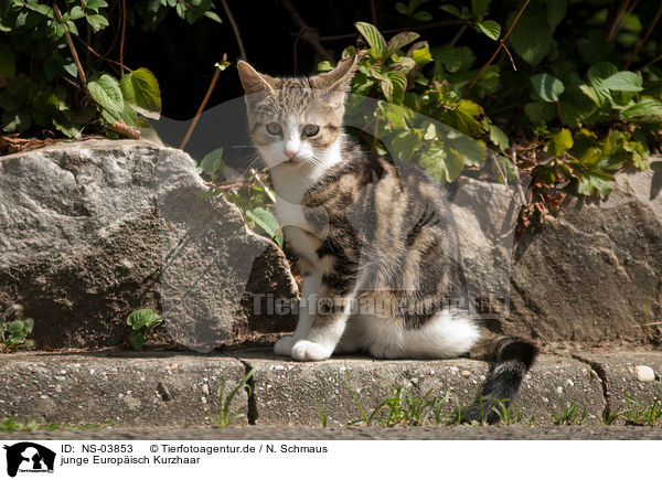 junge Europisch Kurzhaar / young cat / NS-03853