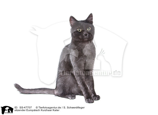 sitzender Europisch Kurzhaar Kater / SS-47707