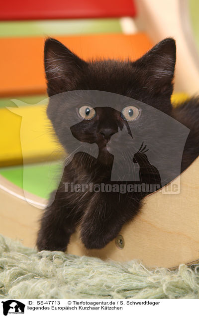 liegendes Europisch Kurzhaar Ktzchen / lying European Shorthair Kitten / SS-47713