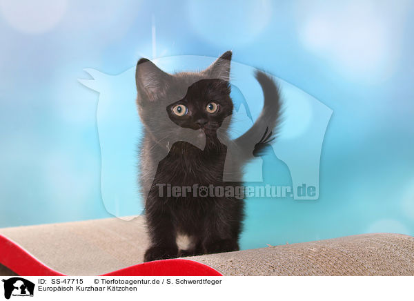 Europisch Kurzhaar Ktzchen / SS-47715