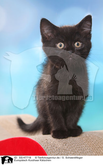 Europ�isch Kurzhaar K�tzchen / European Shorthair Kitten / SS-47718