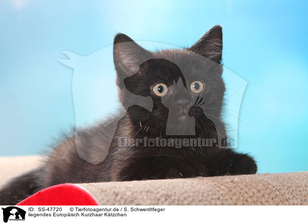 liegendes Europisch Kurzhaar Ktzchen / SS-47720