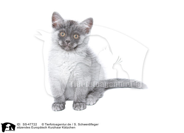 sitzendes Europisch Kurzhaar Ktzchen / SS-47722