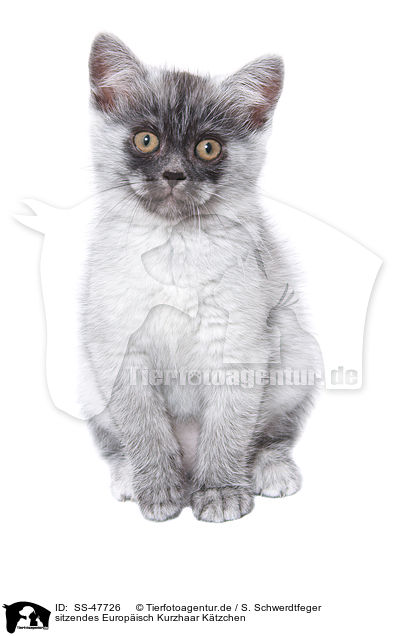 sitzendes Europisch Kurzhaar Ktzchen / SS-47726