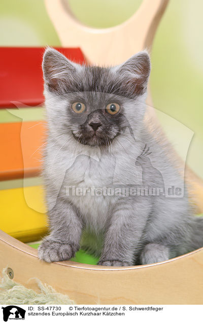 sitzendes Europisch Kurzhaar Ktzchen / sitting European Shorthair Kitten / SS-47730