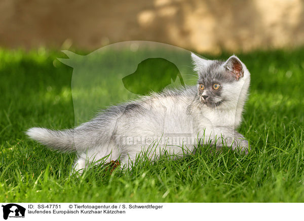laufendes Europisch Kurzhaar Ktzchen / walking European Shorthair Kitten / SS-47751
