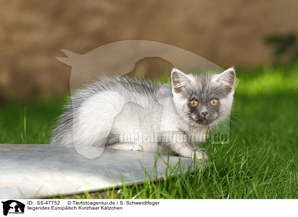 liegendes Europ�isch Kurzhaar K�tzchen / lying European Shorthair Kitten / SS-47752