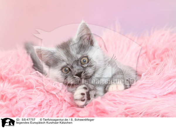 liegendes Europisch Kurzhaar Ktzchen / lying European Shorthair Kitten / SS-47757