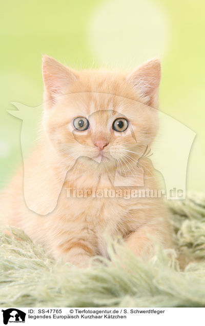 liegendes Europisch Kurzhaar Ktzchen / lying European Shorthair Kitten / SS-47765