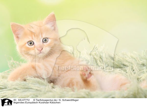 liegendes Europisch Kurzhaar Ktzchen / lying European Shorthair Kitten / SS-47772