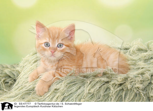 liegendes Europisch Kurzhaar Ktzchen / lying European Shorthair Kitten / SS-47777