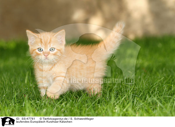 laufendes Europisch Kurzhaar Ktzchen / walking European Shorthair Kitten / SS-47781