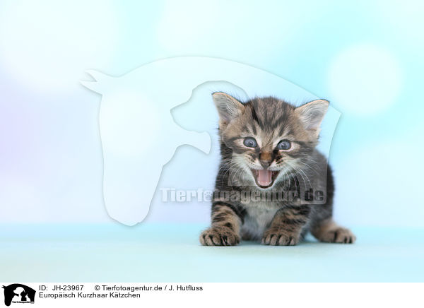 Europisch Kurzhaar Ktzchen / JH-23967